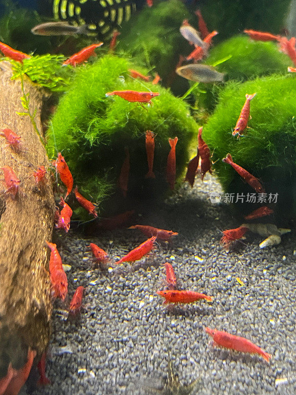 在淡水鱼缸中，红色的樱桃虾(Neocaridina davidi var.红色)以爪哇苔藓(Taxiphyllum barieri)为食，重点在前景